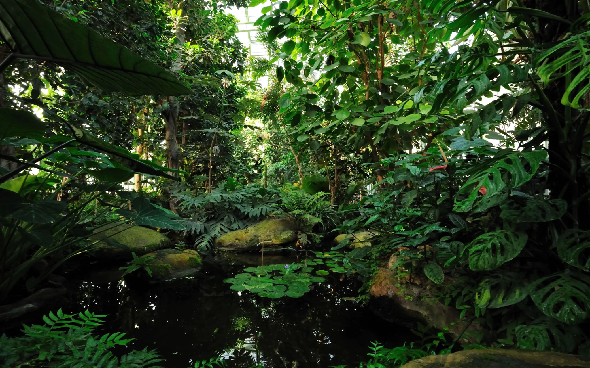 Tropical rainforest greenhouse - Jardin des Plantes © MNHN - F.-G. Grandin Serre des forêts tropicales humides
