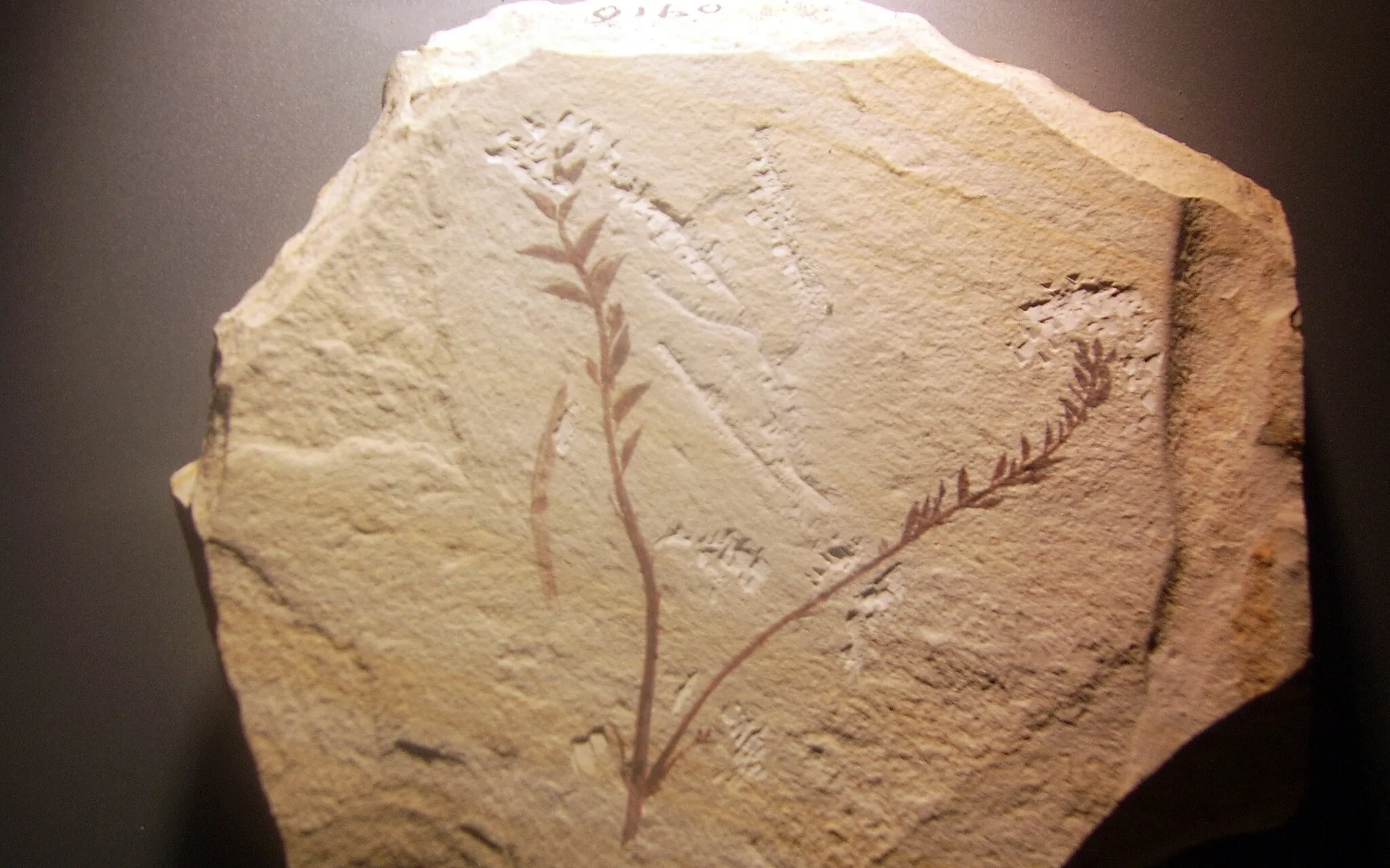 Fossile d'Archaefructus liaoningensis