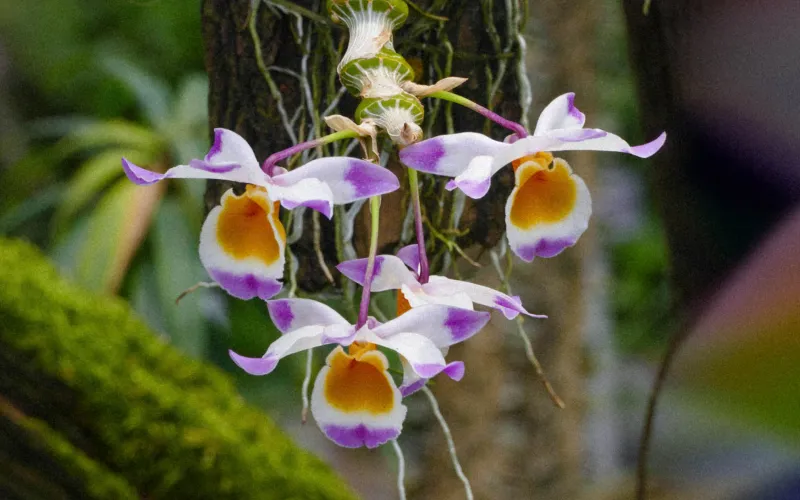 Orchidées