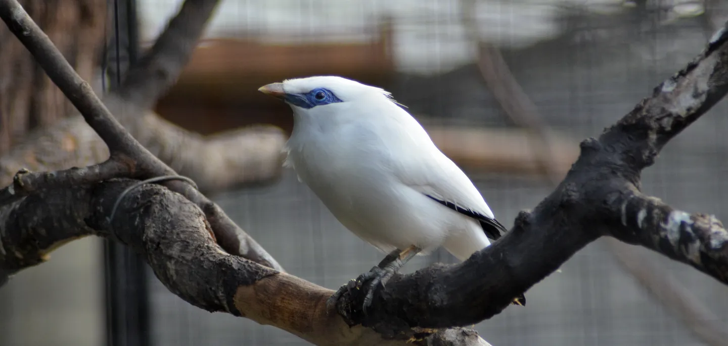 Photo d'un oiseau blanc avec un contour des yeux bleu