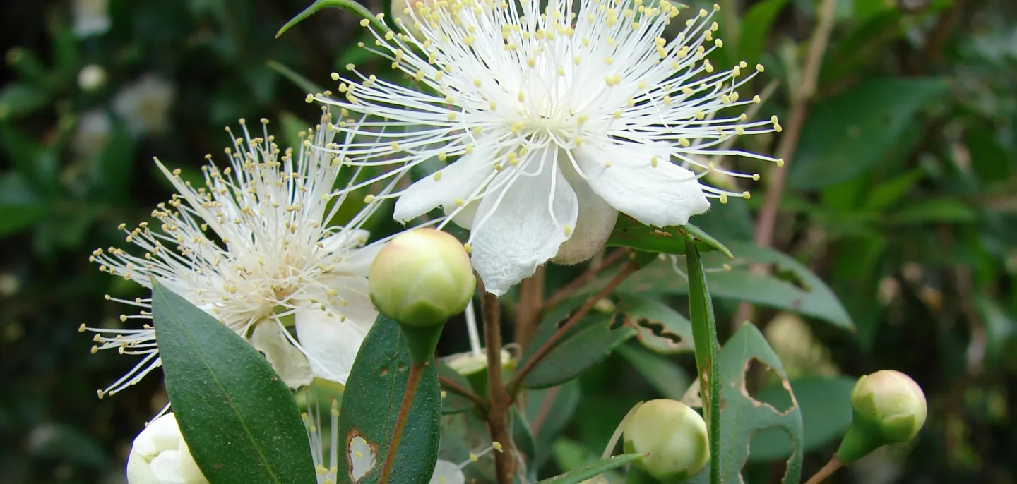 Fleurs d'un myrte commun