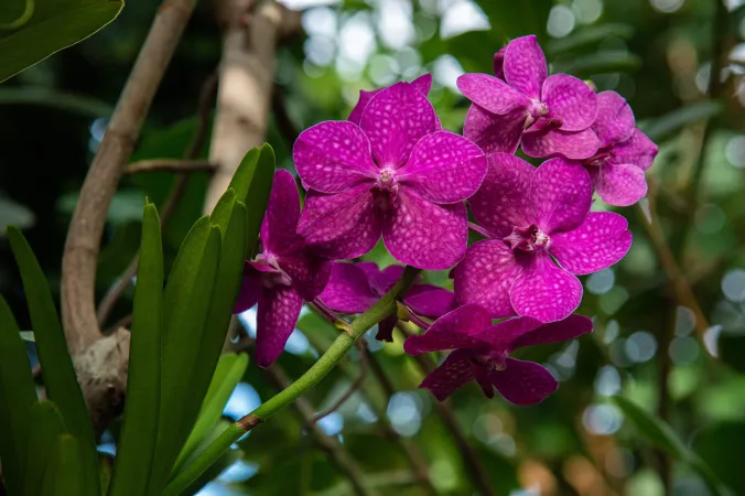 Photo d'une orchidée de l'exposition Mille & une orchidées