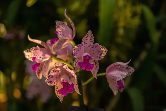 Photo d'une orchidée de l'exposition Mille & une orchidées