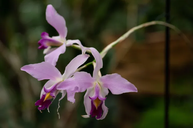 Photo d'une orchidée de l'exposition Mille & une orchidées