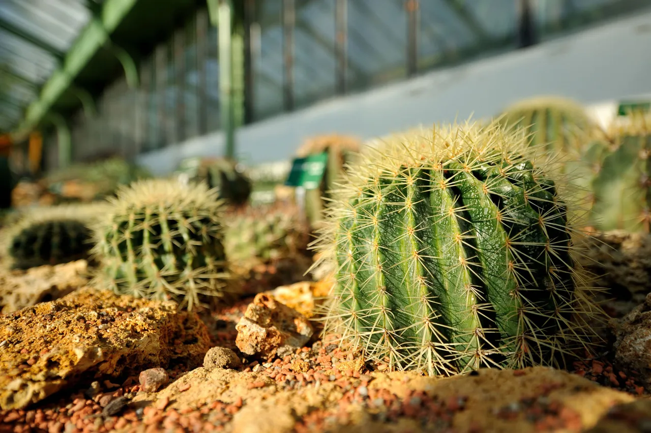 Photo d'un cactus vu de très près