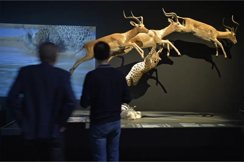 Léopard à la poursuite des antilopes à l'Exposition Félins