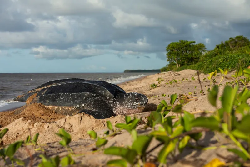 Tortue Luth sur lieu de ponte Guyane française