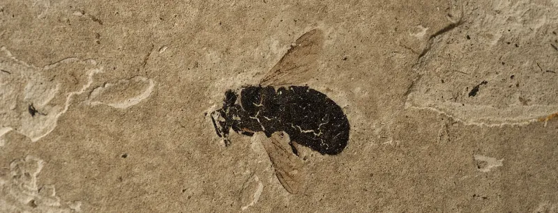 Fossile d'abeille (Apis sp)